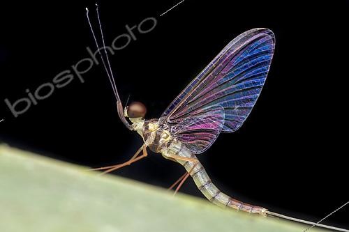 Biosphoto | 2435949 | Ephémère aux ailes irisées, Malaisie | &copy; Melvyn Yeo / Biosphoto