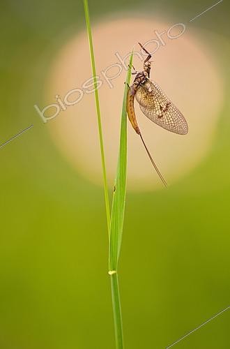 Biosphoto | 2460213 | Ephémère (Ephemeroptera) posé sur une feuille, Bavière, Allemagne | &copy; Matthias Delle / imageBROKER / Biosphoto