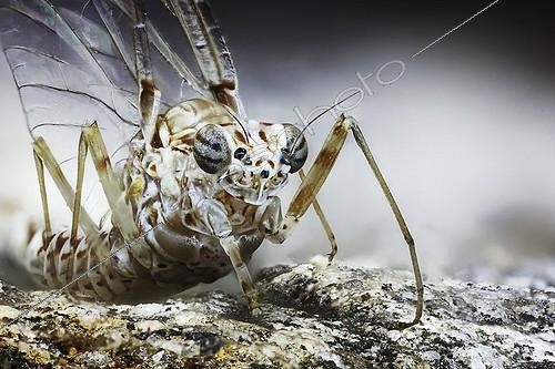 Biosphoto | 1987368 | Ephémère sur rocher - France | &copy; Axel Papon / Biosphoto