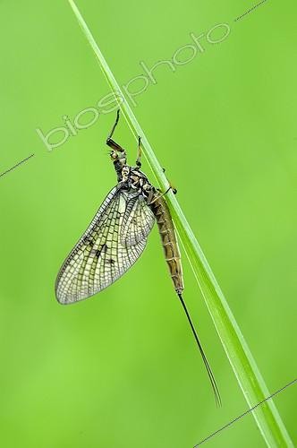 Biosphoto | 1134491 | Ephémère sur un brin d'herbe Prairies du Fouzon France | &copy; Bruno Guénard / Biosphoto