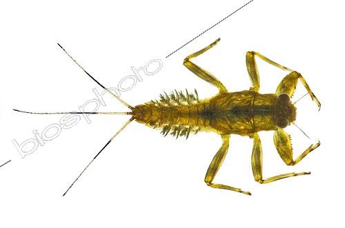 Biosphoto | 2433961 | Ephémèrelle (Ephemerellidae sp) larve sur fond blanc, Shasta County, Californie | &copy; Stuart Wilson / Biosphoto