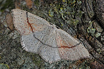Biosphoto | 2609800 | Ephyre ponctuée (Cyclophora punctaria) Imago, Chenilles sur chênes, Plérin, Côtes d'Armor, Bretagne, France | &copy; Dominique Halleux / Biosphoto