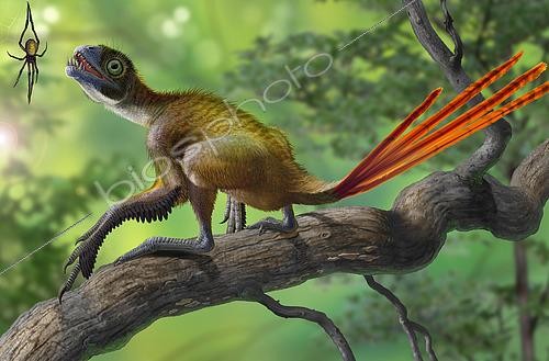 Biosphoto | 2478655 | Epidexipteryx dinosaur perched on a branch ready to eat a nearby spider. | &copy; Sergey Krasovskiy / Stocktrek Images / Biosphoto