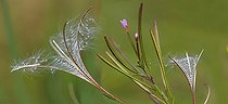 Biosphoto | 2069495 | Epilobe à 4 angles (Epilobium tetragonum) en fleurs et en graines, Parc naturel régional des Vosges du Nord, France | &copy; Michel Rauch / Biosphoto