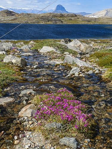 Biosphoto | 2573735 | Épilobe nain (Epilobium latifolium), fleur nationale du Groenland. Péninsule de Drygalski dans le système de fjords d'Uummannaq, au nord-ouest du Groenland, au nord du cercle polaire. Amérique du Nord, Groenland, territoire danois, été | &copy; Martin Zwick / Biosphoto