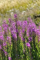 Biosphoto | 1250782 | Epilobes à feuilles étroites en fleurs Mont-Cenis Alpes | &copy; Claude Balcaen / Biosphoto