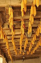 Biosphoto | 1233454 | Epis de Maïs suspendus à un plafond à Pérouges dans l'Ain | &copy; Claude Thouvenin / Biosphoto
