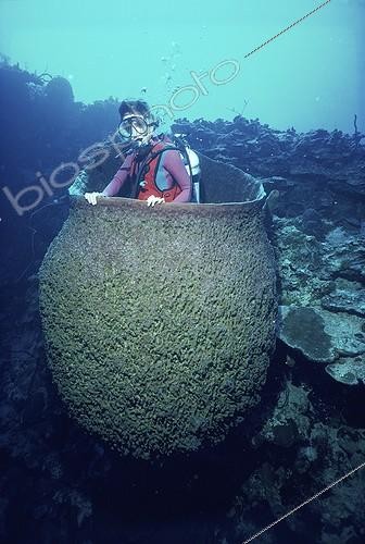 Biosphoto | 37511 | Eponge baril géante Iles Caymans Mer des Caraïbes | &copy; Jeffrey Rotman / Biosphoto