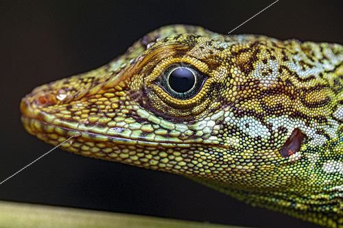 Biosphoto | 2628090 | Equatorial anole (Anolis aequatorialis), Mindo, Ecuador. | &copy; Vincent Premel / Biosphoto