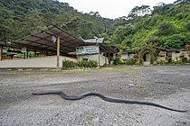 Biosphoto | 2628110 | Equatorial Mussurana (Clelia equatoriana), in the suburban area of Tandayapa, Ecuador. | &copy; Vincent Premel / Biosphoto