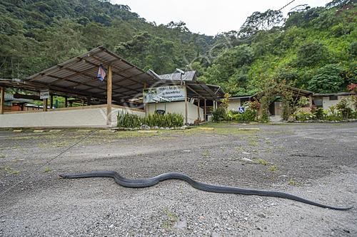 Biosphoto | 2628110 | Equatorial Mussurana (Clelia equatoriana), in the suburban area of Tandayapa, Ecuador. | &copy; Vincent Premel / Biosphoto