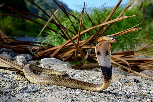 Biosphoto | 2081620 | Equatotial spitting cobra (Naja sumatrana), Near Bukittinggi, Sumatra | &copy; Daniel Heuclin / Biosphoto