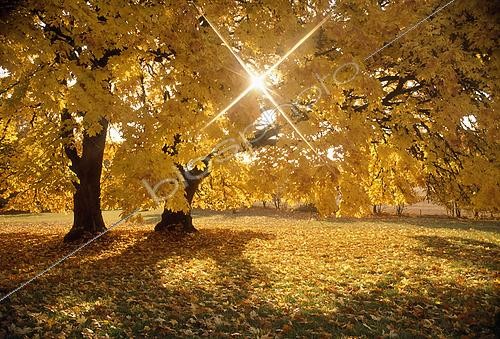Biosphoto | 2512572 | Erable à grandes feuilles dans la lumière d'automne, Monroe, USA | &copy; Flowerphotos / Biosphoto