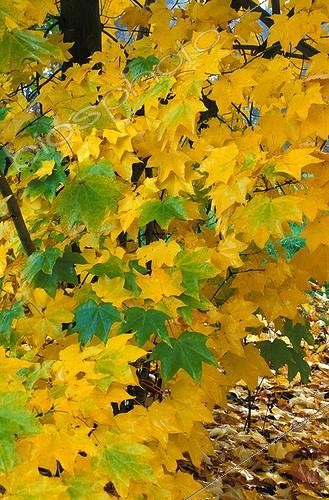 Biosphoto | 6931 | Erable de Cappadoce en feuillage d'automne | &copy; NouN / Biosphoto