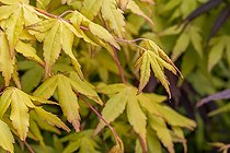 Biosphoto | 2557502 | Erable du Japon (Acer palmatum) 'Ueno Yama', feuillage au printemps | &copy; Marie Aymerez / Biosphoto