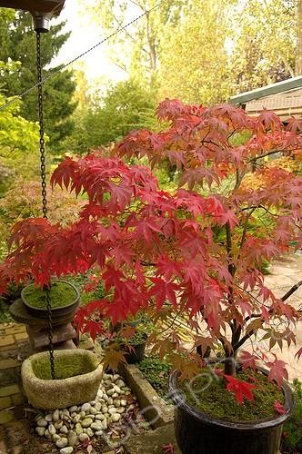 Biosphoto | 152780 | Erable du Japon en pot dans un jardin en Alsace | &copy; Claude Thouvenin / Biosphoto