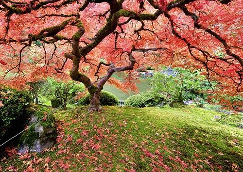 Biosphoto | 2512605 | Erable japonnais en automne, Portland Japanese Gardens, USA | &copy; Flowerphotos / Biosphoto