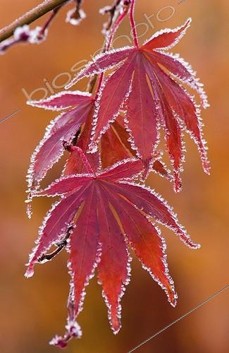 Biosphoto | 940067 | Erable palmé | &copy; Sue Bishop / Flowerphotos / Biosphoto