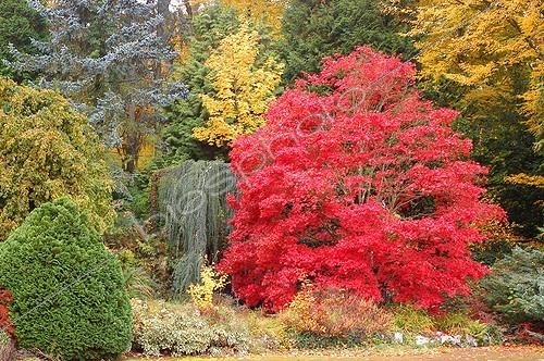 Biosphoto | 28862 | Erable palmé  Atropurpureum  Parc de la Source France  | &copy; NouN / Biosphoto