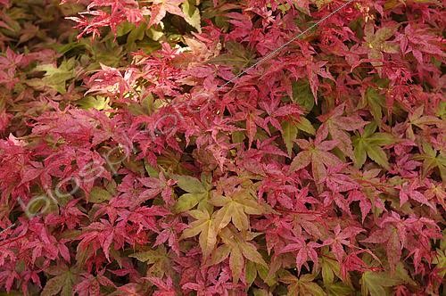 Biosphoto | 2519956 | Erable palmé Coralinum | &copy; Visions Pictures / Biosphoto