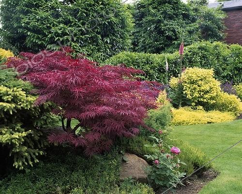 Biosphoto | 1621007 | Erable palmé 'Dissectum Atropurpureum' dans un jardin ; Rosier 'Vicks Caprice' | &copy; Gilles Le Scanff & Joëlle-Caroline Mayer / Biosphoto