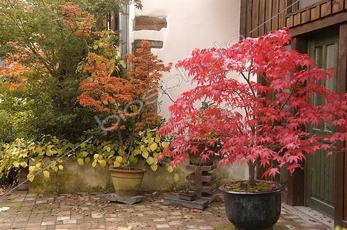 Biosphoto | 117763 | Erable palmé du japon en automne dans une cour de jardin | &copy; Claude Thouvenin / Biosphoto