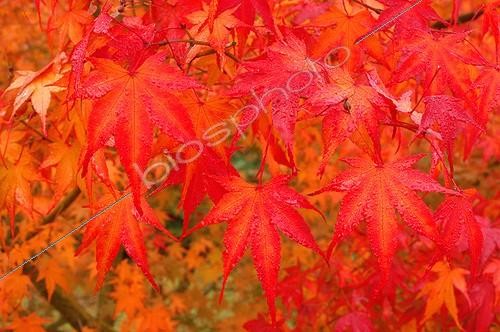 Biosphoto | 28908 | Erable palmé   Matsumurae  Octobre Détail des feuilles ; Arboretum National des Barres France | &copy; NouN / Biosphoto