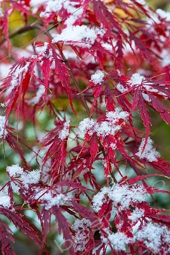Biosphoto | 2017230 | Erable sous la neige dans un jardin | &copy; Philippe Giraud / Biosphoto