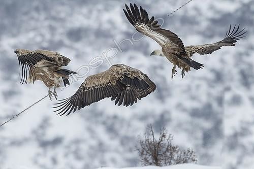 Biosphoto | 2023361 | Erasian griffon vultures - Balkans mountains - Bulgaria | &copy; André Simon / Biosphoto