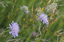 Biosphoto | 2069470 | Erect Brome (Bromus erectus) in pollination Northern Vosges Regional Nature Park, France | &copy; Michel Rauch / Biosphoto