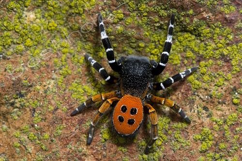 Biosphoto | 944455 | Erèse cinabre RN du Badberg Bade-Wurtemberg Allemagne | &copy; Berndt Fischer / Biosphoto
