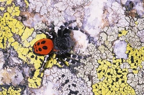 Biosphoto | 137930 | Erèse cinabre sur une pierre couverte de Lichens | &copy; Bartomeu Borrell / Biosphoto