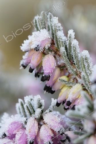 Biosphoto | 939960 | Erica carnea | &copy; Sue Kennedy / Flowerphotos / Biosphoto