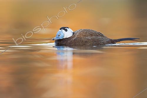 Biosphoto | 2627777 | Erismature à tête blanche (Oxyura leucocephala) mâle nageant sur une eau calme, Rota, Cadix, Espagne | &copy; Pablo Barrena / Biosphoto