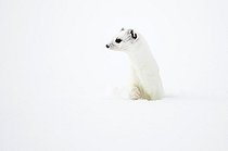 Biosphoto | 1852363 | Ermine in wintry livery in snow Bavaria Germany | &copy; Berndt Fischer / Biosphoto