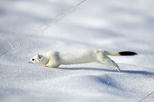 Biosphoto | 1852366 | Ermine in wintry livery in snow Bavaria Germany | &copy; Berndt Fischer / Biosphoto
