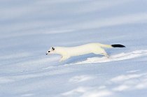 Biosphoto | 1852367 | Ermine in wintry livery in snow Bavaria Germany | &copy; Berndt Fischer / Biosphoto