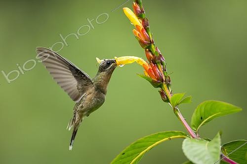 Biosphoto | 2592694 | Ermite hirsute (Glaucis hirsutus) en vol, butinant une fleur, Guyane Française | &copy; Nicolas Defaux / Biosphoto