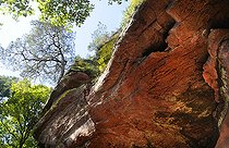 Biosphoto | 2394259 | Erosion alvéolaire dans les rochers en grès, Altschlossfelsen, Parc naturel régional des Vosges du Nord, France - Palatinat, Allemagne | &copy; Michel Rauch / Biosphoto