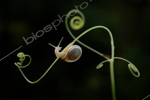 Biosphoto | 2081575 | Escargot de Bourgogne (Helix pomatia) rampant sur les jeunes vrilles d'une citrouille sauvage | &copy; Zoltan Ritzel / Biosphoto