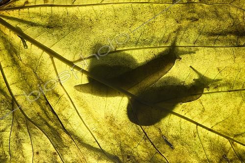Biosphoto | 2148361 | Escargot de Bourgogne (Helix pomatia) silhouette, Huesca, Espagne | &copy; Jorge Ruiz del Olmo / Biosphoto