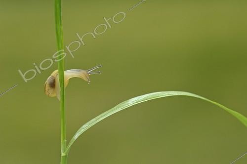 Biosphoto | 1308005 | Escargot de jardin en équilibre sur une tige d'herbe France | &copy; Robin Monchâtre / Biosphoto