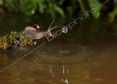 Biosphoto | 2008612 | Escargot et goutte d'eau  - Espagne | &copy; Mario Cea Sanchez / Biosphoto