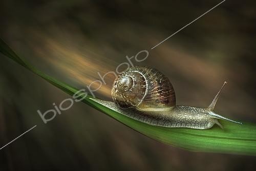 Biosphoto | 2397266 | Escargot sur une feuille, Parme, Italie | &copy; Alberto Ghizzi Panizza / Biosphoto