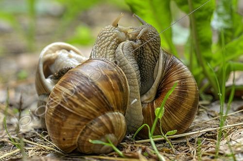 Biosphoto | 2610173 | Escargots de bourgogne s'accouplant (Helix pomatia). Un dard d'amour est planté dans le flanc de l'escargot de gauche : ce dard d'amour ou gypsobèle est une structure dure, longue et pointue, calcaire ou chitineuse, trouvée chez certains gastéropodes hermaphrodites, comme les escargots terrestres et les limaces. Le dard d'amour stimule les comportements sexuels, avant que l'accouplement ait lieu. | &copy; Jean-Philippe Delobelle / Biosphoto