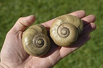 Biosphoto | 2621547 | Escargots Powelliphanta natifs de Westland. Ces escargots rares sont carnivores et se nourrissent de vers présents dans la végétation indigène. Nouvelle Zélande | &copy; Lakeview Image Libra / imageBROKER / Biosphoto