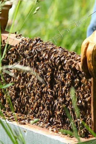 Biosphoto | 1996203 | Essaim d'Abeilles à miel - France | &copy; Jean-François Noblet / Biosphoto