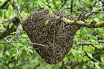 Biosphoto | 2586714 | Essaim d'abeilles accroché à une branche de noisetier, Brognard, Doubs, France | &copy; Dominique Delfino / Biosphoto