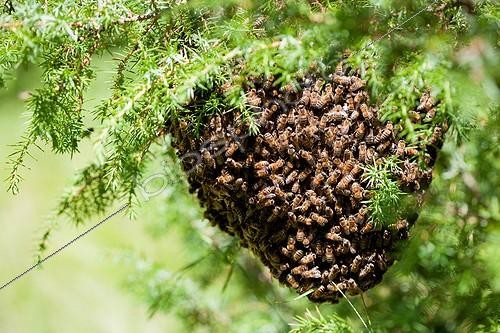 Biosphoto | 1460789 | Essaim d'Abeilles domestiques dans un genévrier France ; Swarm of honeybees in a juniper France | &copy; Jean-Baptiste Strobel / Biosphoto