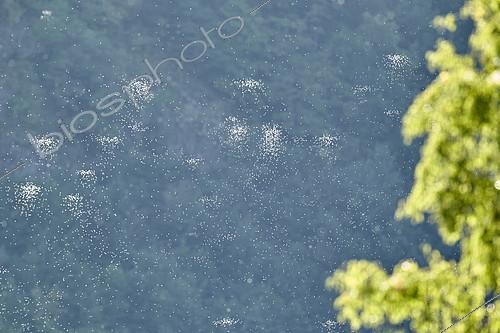 Biosphoto | 2406065 | Essaims d'Ephémères en contre jour en fin d'été, vallée du Mars, Monts du Cantal, Parc Naturel Régional des Volcans d'Auvergne | &copy; Robert Valarcher / Biosphoto